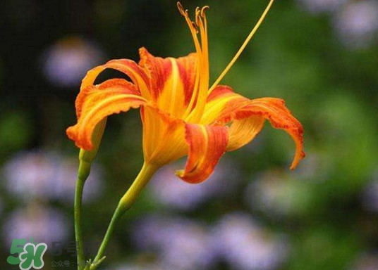 黃花菜開花了還能吃嗎？開花的黃花菜可以吃嗎