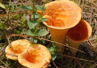 雞油菌怎么做好吃？雞油菌怎么吃