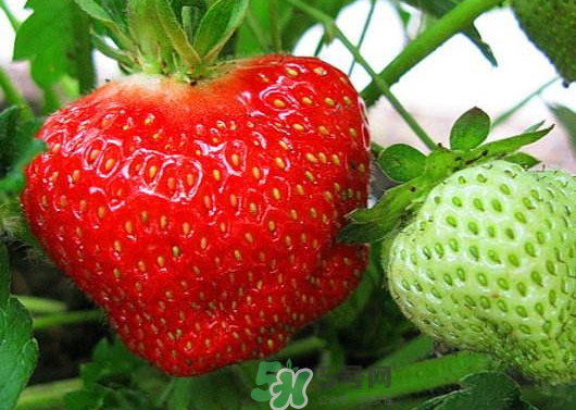 九月份可以種草莓嗎？九月份有草莓吃嗎？