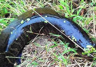 九月份可以釣黑魚嗎？9月份可以釣黑魚嗎？