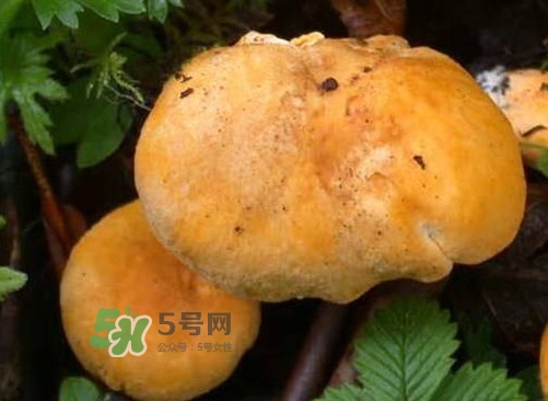 雞油菌是寒性的嗎？雞油菌是發(fā)物嗎