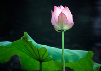 荷花桿可以吃嗎？荷花桿怎么吃？