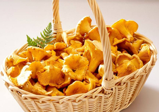 雞油菌什么季節(jié)有？雞油菌什么時(shí)候采摘