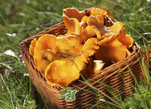 雞油菌怎么清洗？雞油菌要焯水嗎