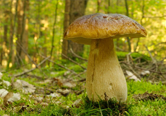 牛肝菌種類有哪些？牛肝菌與什么食物相克