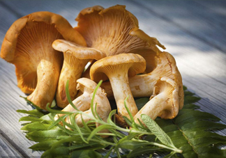 雞油菌是寒性的嗎？雞油菌是發(fā)物嗎