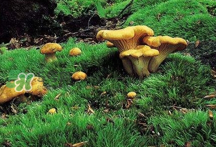 雞油菌怎么做好吃？雞油菌怎么吃