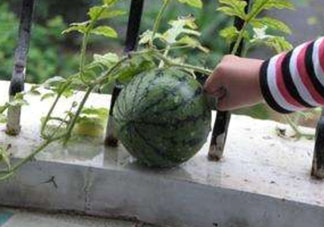 9月份可以種西瓜嗎？九月份種西瓜會(huì)結(jié)果嗎？