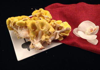 雞油菌孕婦能吃嗎？孕婦可以吃雞油菌嗎