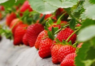 九月份可以種草莓嗎？九月份有草莓吃嗎？