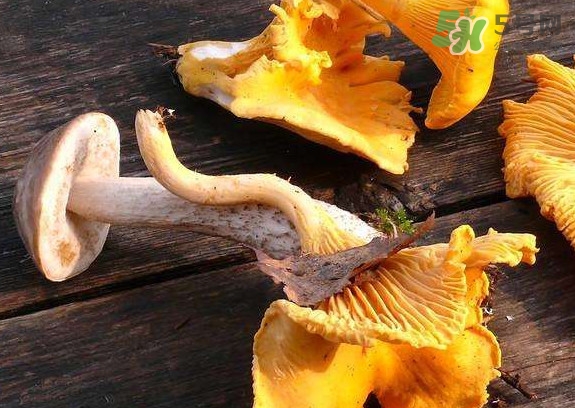 雞油菌什么季節(jié)有？雞油菌什么時候采摘