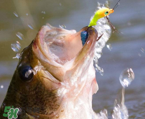 9月份釣什么魚(yú)？9月份釣草魚(yú)嗎？