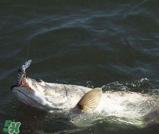 9月份釣什么魚(yú)？9月份釣草魚(yú)嗎？