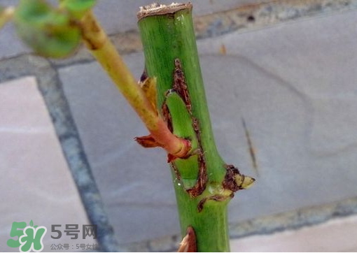 九月份能嫁接樹嗎？九月份怎么嫁接樹？