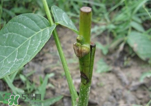 九月份能嫁接樹嗎？九月份怎么嫁接樹？