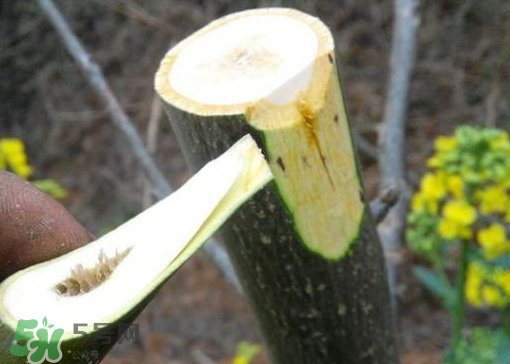 九月份能嫁接樹嗎？九月份怎么嫁接樹？