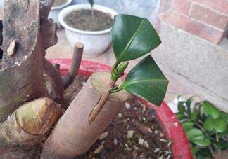 九月份能嫁接樹嗎？九月份怎么嫁接樹？