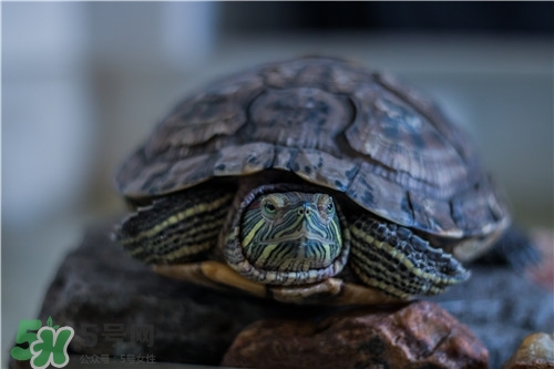 甲魚湯是涼性的嗎？甲魚湯的禁忌人群