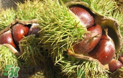 板栗刺有毒嗎？板栗刺球怎么去掉