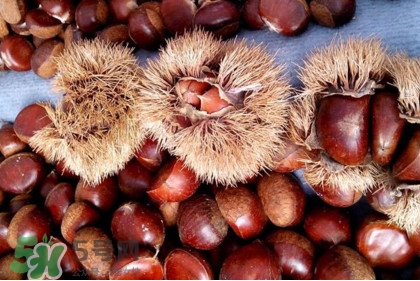 板栗殼里面的皮能吃嗎？板栗殼有什么作用