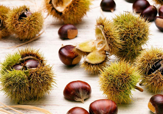 被板栗刺了怎么辦？板栗刺球煮水喝有什么作用