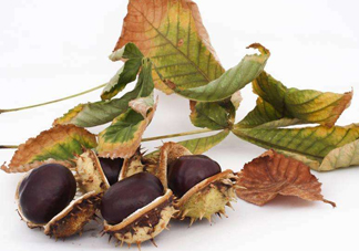 板栗殼怎么好剝？怎樣剝板栗殼最快