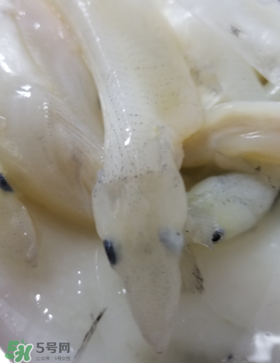 銀魚怎么保存？銀魚可以放在冰箱冷凍保存嗎？