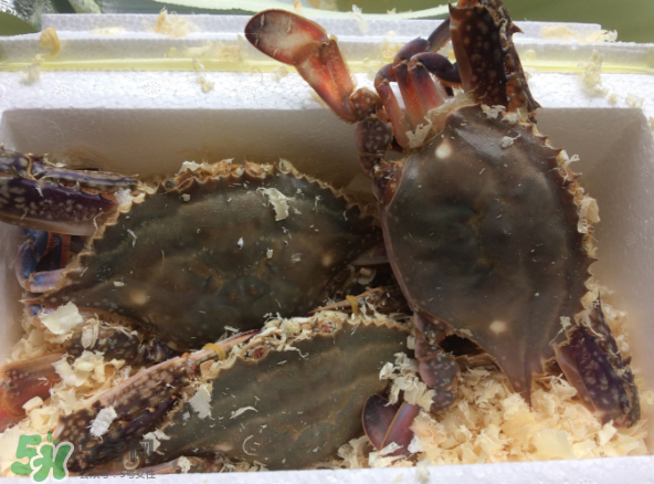 梭子蟹是海里的嗎？梭子蟹是螃蟹嗎？