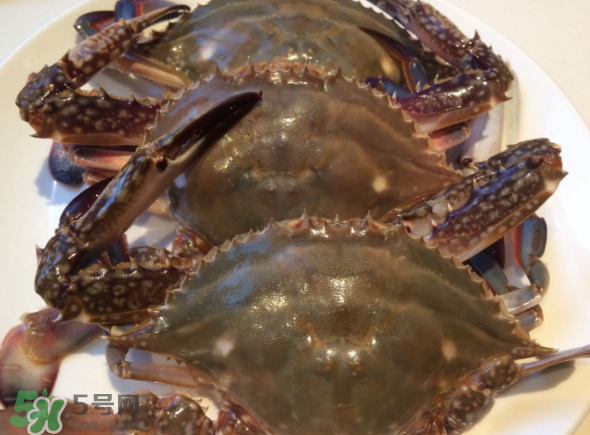 梭子蟹是海里的嗎？梭子蟹是螃蟹嗎？