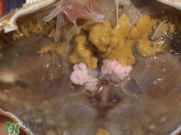 梭子蟹是野生的嗎？梭子蟹養(yǎng)的還是野生的？