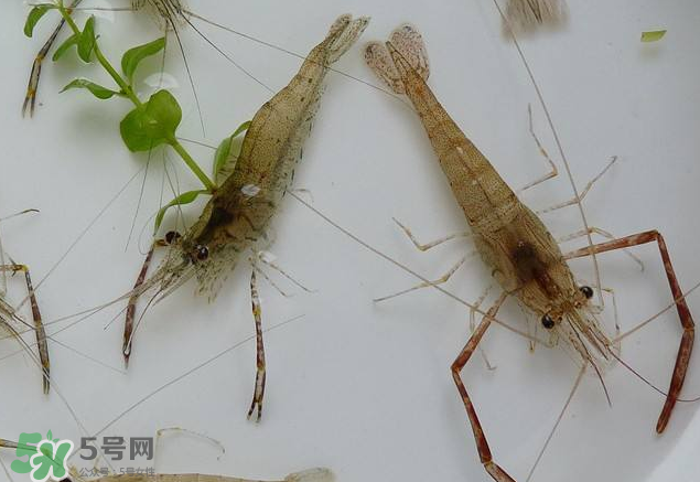 河蝦是發(fā)物嗎？河蝦是不是發(fā)物？