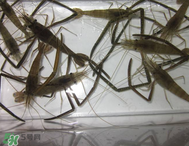 河蝦是發(fā)物嗎？河蝦是不是發(fā)物？