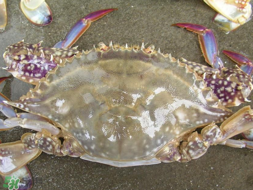 來月經(jīng)能吃梭子蟹嗎？經(jīng)期能吃梭子蟹嗎？