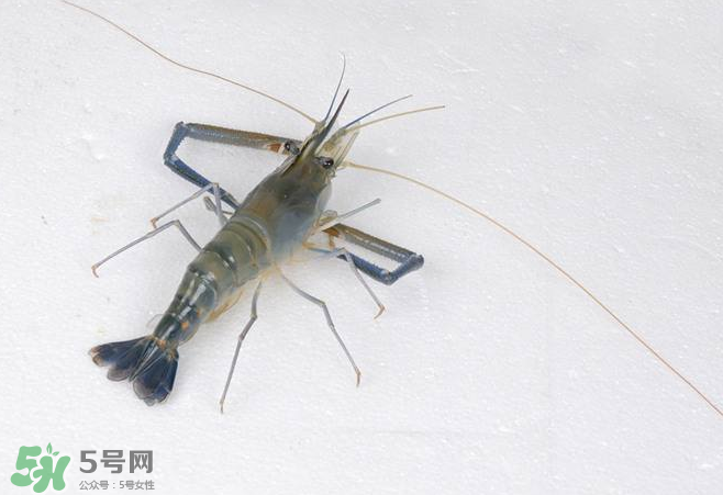 河蝦是酸性還是堿性？河蝦是涼性還是熱性？