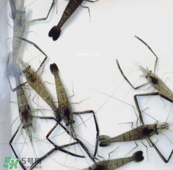 河蝦可以和牛奶同食嗎？河蝦和牛奶能一起吃嗎？