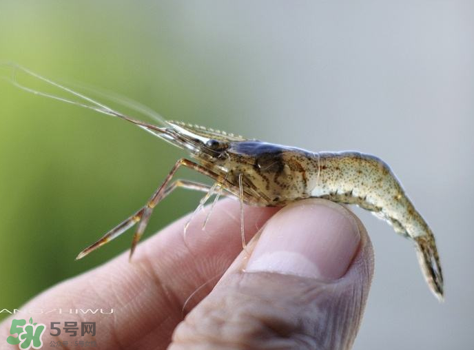 河蝦可以養(yǎng)殖嗎？河蝦怎么養(yǎng)才不會(huì)死？