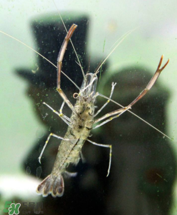 河蝦可以養(yǎng)殖嗎？河蝦怎么養(yǎng)才不會(huì)死？