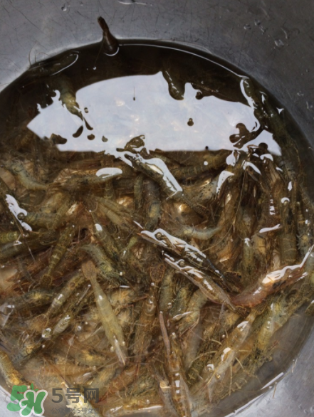 河蝦可以放冰箱嗎？河蝦在冰箱能放幾天？