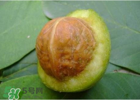 濕核桃可以放冰箱嗎？濕核桃放冰箱能放多久？