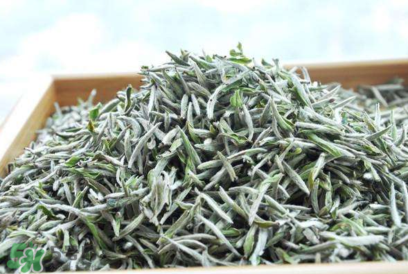 白毫銀針的產(chǎn)地在哪個??？白毫銀針是哪里產(chǎn)的？