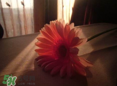 塑料花友誼是什么意思？塑料花友誼怎么來的