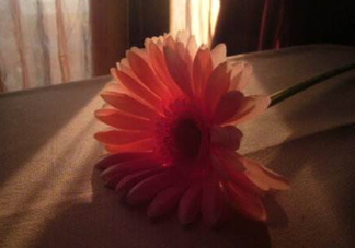 塑料花友誼是什么意思？塑料花友誼怎么來的