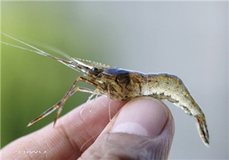 河蝦可以養(yǎng)殖嗎？河蝦怎么養(yǎng)才不會死？