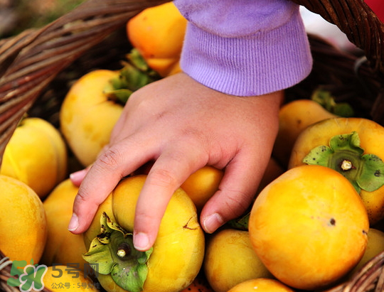 懶柿子幾月熟？哪種柿子適合做懶柿子？