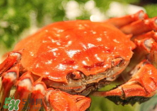 啤酒蒸大閘蟹怎么做？啤酒蒸大閘蟹做法步驟