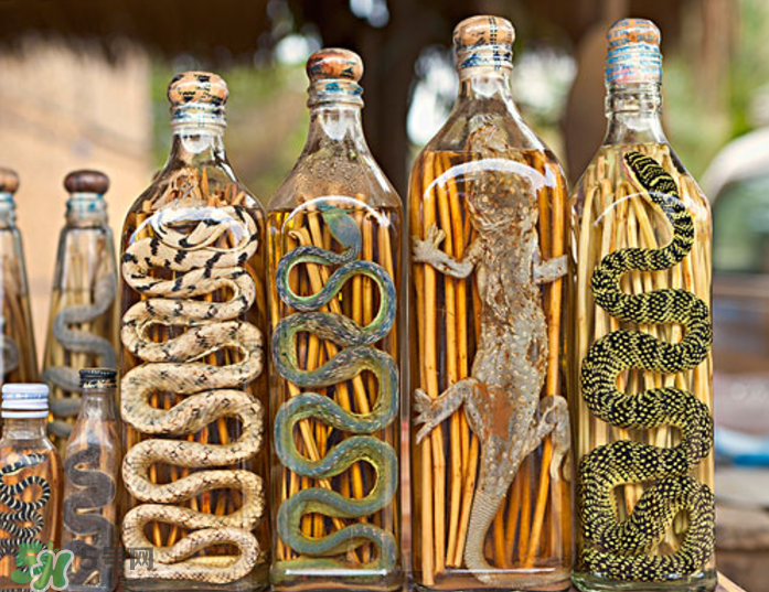 毒蛇泡在酒里為什么不死？毒蛇泡酒不死是什么原因？