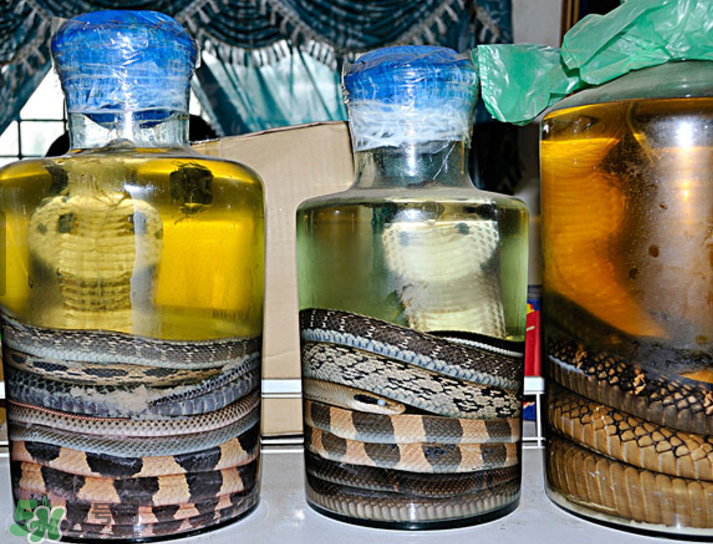 毒蛇泡在酒里為什么不死？毒蛇泡酒不死是什么原因？