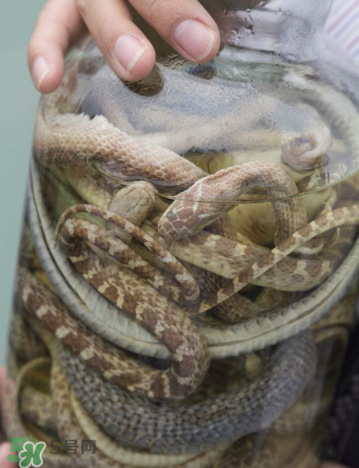 毒蛇泡酒多久才能喝？毒蛇泡酒多久才會死？