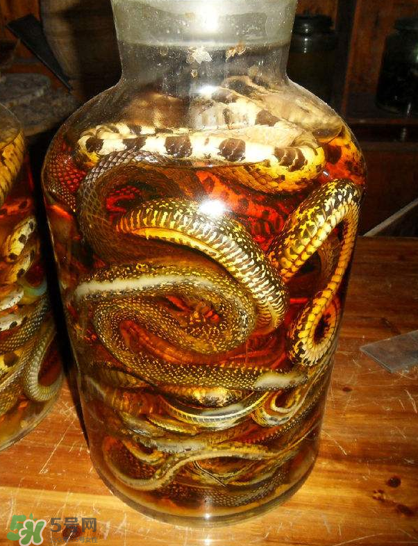 毒蛇泡酒多久才能喝？毒蛇泡酒多久才會死？