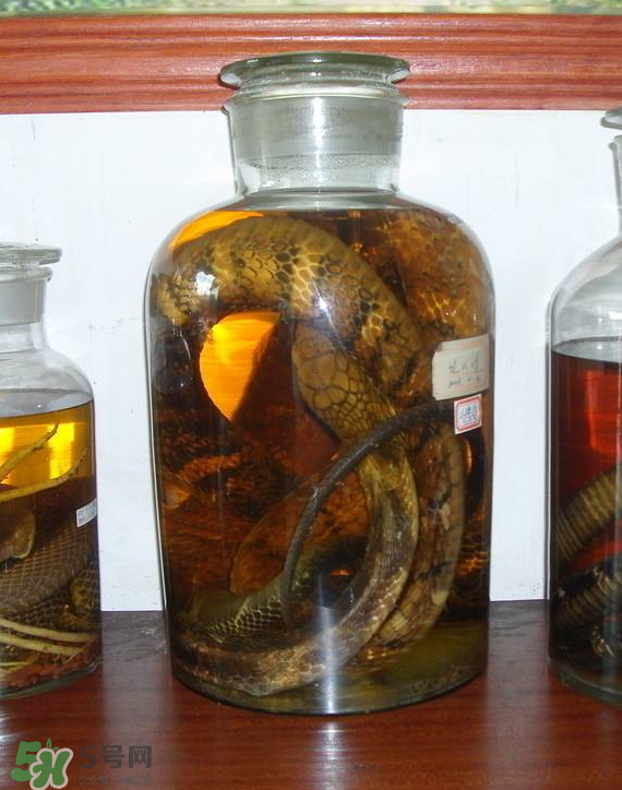 毒蛇泡酒多久才能喝？毒蛇泡酒多久才會死？